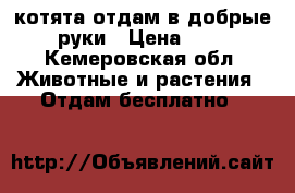 котята отдам в добрые руки › Цена ­ 0 - Кемеровская обл. Животные и растения » Отдам бесплатно   